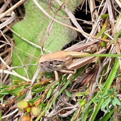 Praxibulus sp. (genus) (A grasshopper) at Bibbenluke, NSW - 8 Dec 2023 by trevorpreston