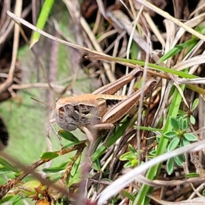 Praxibulus sp. (genus) at Bibbenluke Common - 9 Dec 2023