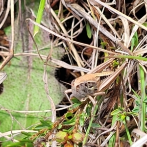 Praxibulus sp. (genus) at Bibbenluke Common - 9 Dec 2023