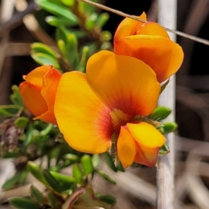 Pultenaea subspicata at Bibbenluke Common - 9 Dec 2023 10:13 AM