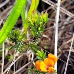 Pultenaea subspicata at Bibbenluke Common - 9 Dec 2023 10:13 AM