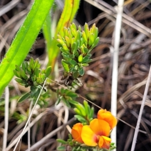 Pultenaea subspicata at Bibbenluke Common - 9 Dec 2023 10:13 AM