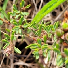 Pultenaea subspicata at Bibbenluke Common - 9 Dec 2023