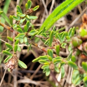 Pultenaea subspicata at Bibbenluke Common - 9 Dec 2023