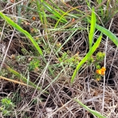 Pultenaea subspicata at Bibbenluke Common - 9 Dec 2023