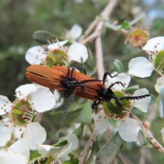 Porrostoma rhipidium (Long-nosed Lycid (Net-winged) beetle) at Braidwood, NSW - 9 Dec 2023 by MatthewFrawley