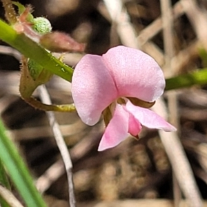 Pullenia gunnii at Bibbenluke Common - 9 Dec 2023