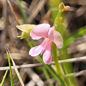 Pullenia gunnii at Bibbenluke Common - 9 Dec 2023