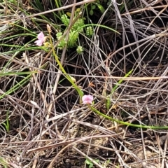 Pullenia gunnii at Bibbenluke Common - 9 Dec 2023