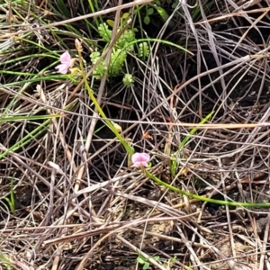 Pullenia gunnii at Bibbenluke Common - 9 Dec 2023