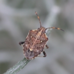 Oncocoris sp. (genus) (A stink bug) at Lyons, ACT - 9 Dec 2023 by ran452