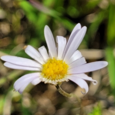 Brachyscome ciliaris var. ciliaris (Bushy Cut-leaf Daisy) at Bibbenluke, NSW - 8 Dec 2023 by trevorpreston