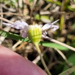 Brachyscome ciliaris var. ciliaris at Bibbenluke Common - 9 Dec 2023