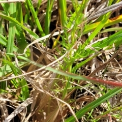 Brachyscome ciliaris var. ciliaris at Bibbenluke Common - 9 Dec 2023 10:12 AM