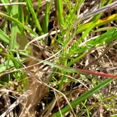 Brachyscome ciliaris var. ciliaris at Bibbenluke Common - 9 Dec 2023