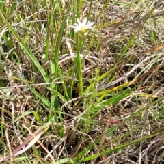 Brachyscome ciliaris var. ciliaris at Bibbenluke Common - 9 Dec 2023 10:12 AM