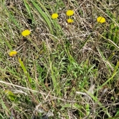 Leptorhynchos squamatus subsp. squamatus (Scaly Buttons) at Bibbenluke Common - 8 Dec 2023 by trevorpreston