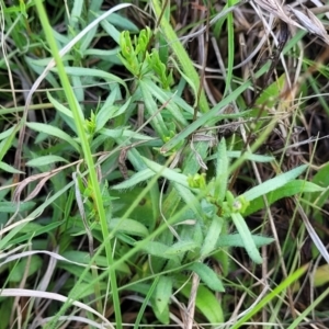 Leptorhynchos squamatus subsp. squamatus at Bibbenluke Common - 9 Dec 2023 10:10 AM