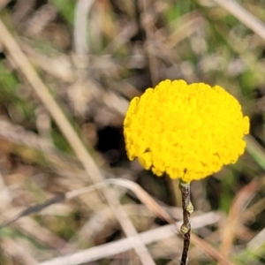 Leptorhynchos squamatus subsp. squamatus at Bibbenluke Common - 9 Dec 2023