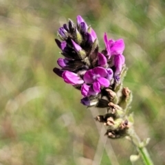 Cullen microcephalum (Dusky Scurf-pea) at Bibbenluke Common - 8 Dec 2023 by trevorpreston