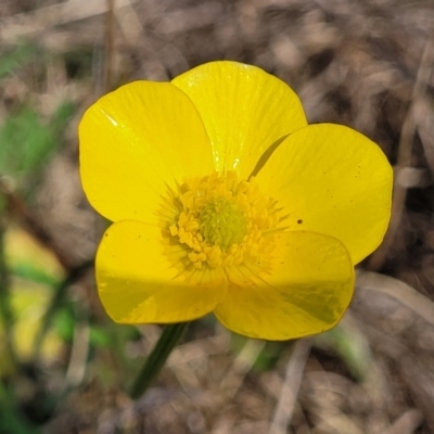 Ranunculus lappaceus (Australian Buttercup) at Bibbenluke, NSW - 8 Dec 2023 by trevorpreston