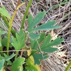 Ranunculus lappaceus at Bibbenluke Common - 9 Dec 2023