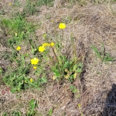 Ranunculus lappaceus at Bibbenluke Common - 9 Dec 2023