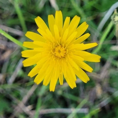 Hypochaeris radicata (Cat's Ear, Flatweed) at Bibbenluke Common - 9 Dec 2023 by trevorpreston