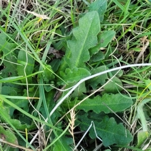 Hypochaeris radicata at Bibbenluke Common - 9 Dec 2023 10:07 AM