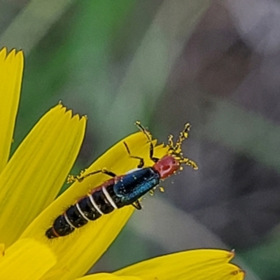 Carphurini sp. (tribe) (Soft-winged flower beetle) at Bibbenluke Common - 8 Dec 2023 by trevorpreston