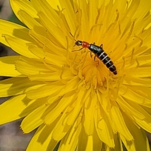 Carphurini sp. (tribe) at Bibbenluke Common - 9 Dec 2023