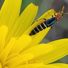 Carphurini sp. (tribe) at Bibbenluke Common - 9 Dec 2023