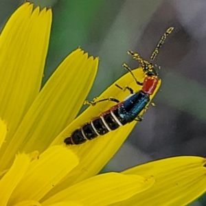 Carphurini sp. (tribe) at Bibbenluke Common - 9 Dec 2023