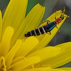 Carphurini sp. (tribe) at Bibbenluke Common - 9 Dec 2023