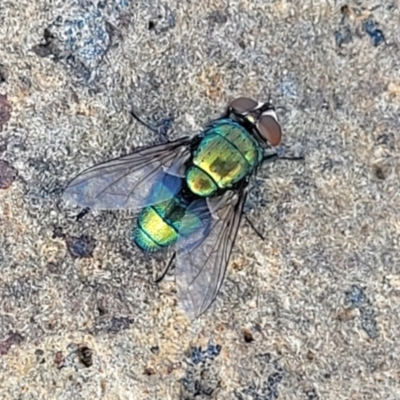 Lucilia sp. (genus) (A blowfly) at Bibbenluke Common - 8 Dec 2023 by trevorpreston