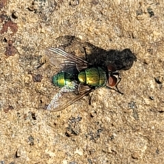 Lucilia sp. (genus) at Bibbenluke Common - 9 Dec 2023 10:05 AM