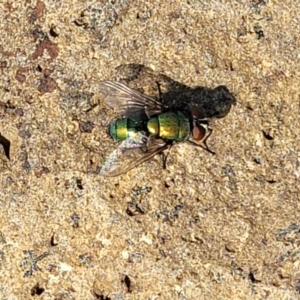 Lucilia sp. (genus) at Bibbenluke Common - 9 Dec 2023 10:05 AM