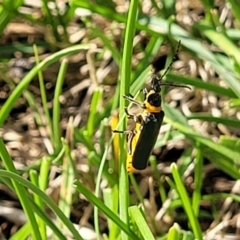 Chauliognathus lugubris (Plague Soldier Beetle) at Bibbenluke, NSW - 8 Dec 2023 by trevorpreston