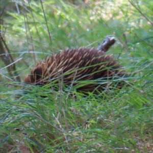 Tachyglossus aculeatus at QPRC LGA - 9 Dec 2023