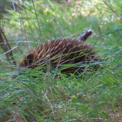 Tachyglossus aculeatus (Short-beaked Echidna) at Braidwood, NSW - 9 Dec 2023 by MatthewFrawley