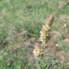 Dactylis glomerata (Cocksfoot) at Bibbenluke Common - 9 Dec 2023 by trevorpreston