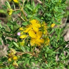 Hypericum perforatum (St John's Wort) at Bibbenluke Common - 8 Dec 2023 by trevorpreston