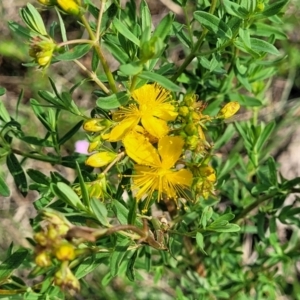 Hypericum perforatum at Bibbenluke Common - 9 Dec 2023