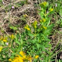 Hypericum perforatum at Bibbenluke Common - 9 Dec 2023