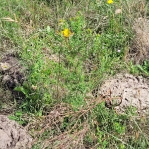 Hypericum perforatum at Bibbenluke Common - 9 Dec 2023