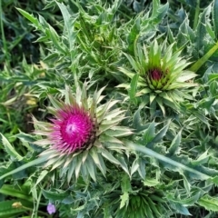 Carduus nutans (Nodding Thistle) at Bibbenluke Common - 9 Dec 2023 by trevorpreston