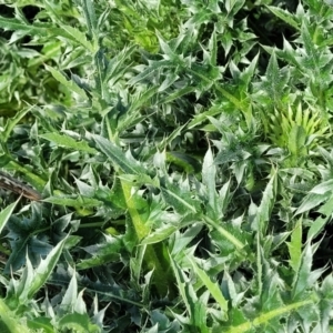 Carduus nutans at Bibbenluke Common - 9 Dec 2023