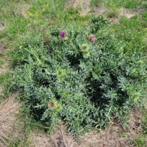 Carduus nutans at Bibbenluke Common - 9 Dec 2023