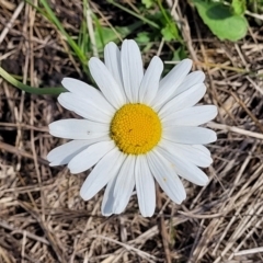 Leucanthemum vulgare (Ox-eye Daisy) at Bibbenluke, NSW - 8 Dec 2023 by trevorpreston