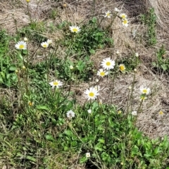 Leucanthemum vulgare at Bibbenluke Common - 9 Dec 2023